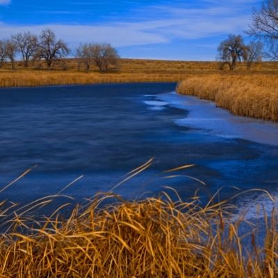 Scenic view of a frozen pond surrounded by dry golden grasses and leafless trees under a blue sky